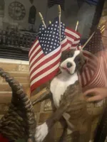 Tenacious D, a female Boxer for sale in Englewood, FL – 3 of 3