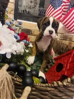 Tenacious D, a female Boxer for sale in Englewood, FL – 2 of 3