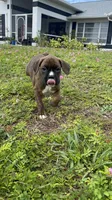 Lady S, a female Boxer for sale in Englewood, FL – 1 of 2