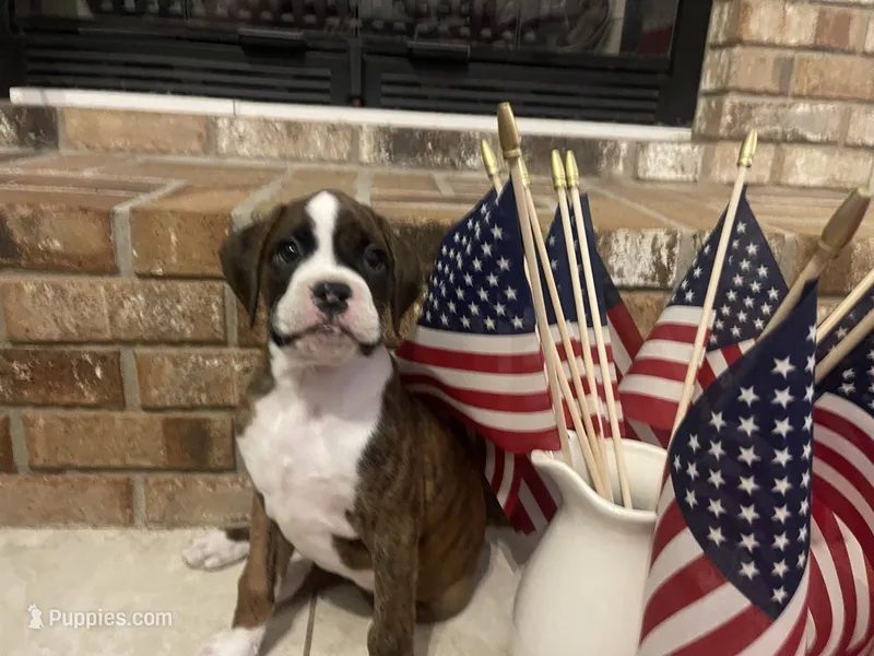 Tenacious D – Boxer puppy for sale in Englewood, FL