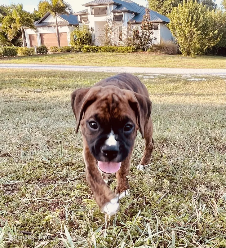 Lady S – Boxer puppy for sale in Englewood, FL