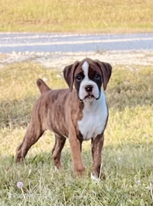 Tenacious D – Boxer puppy for sale in Englewood, FL