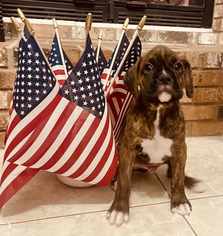 Lil Man – Boxer puppy for sale in Englewood, FL