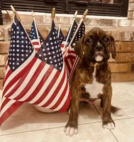 Lil Man, a male Boxer for sale in Englewood, FL – 1 of 3