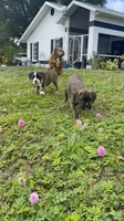 Lil Man, a male Boxer for sale in Englewood, FL – 2 of 3