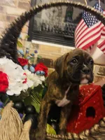 Lil Man, a male Boxer for sale in Englewood, FL – 3 of 3
