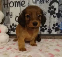 Stormy--CKC, a female Miniature Dachshund for sale in Westpoint, TN – 1 of 5