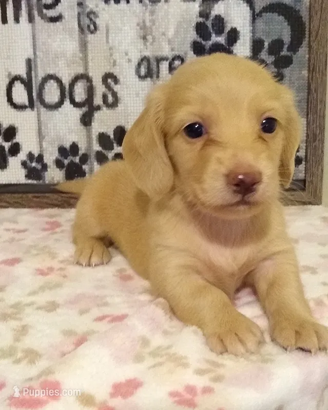 Haven--CKC – Miniature Dachshund puppy for sale in Westpoint, TN