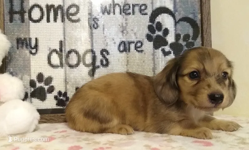 Bambi – Miniature Dachshund puppy for sale in Westpoint, TN