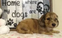 Bambi, a female Miniature Dachshund for sale in Westpoint, TN – 1 of 5