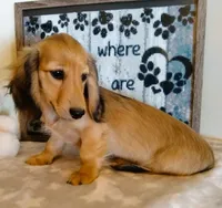 Jasper--AKC--shaded cream-pending, a male Miniature Dachshund for sale in Westpoint, TN – 3 of 10