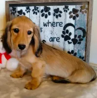 Jasper--AKC--shaded cream-pending, a male Miniature Dachshund for sale in Westpoint, TN – 4 of 10