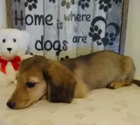Jasmine-- AKC--shaded cream--pending, a female Miniature Dachshund for sale in Westpoint, TN – 3 of 9