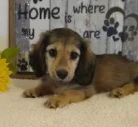 Jasper--AKC--shaded cream, a male Miniature Dachshund for sale in Westpoint, TN – 1 of 5