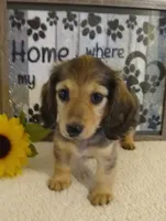 Jasmine-- AKC--shaded cream--pending, a female Miniature Dachshund for sale in Westpoint, TN – 6 of 9