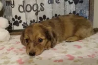 Bambi, a female Miniature Dachshund for sale in Westpoint, TN – 2 of 5