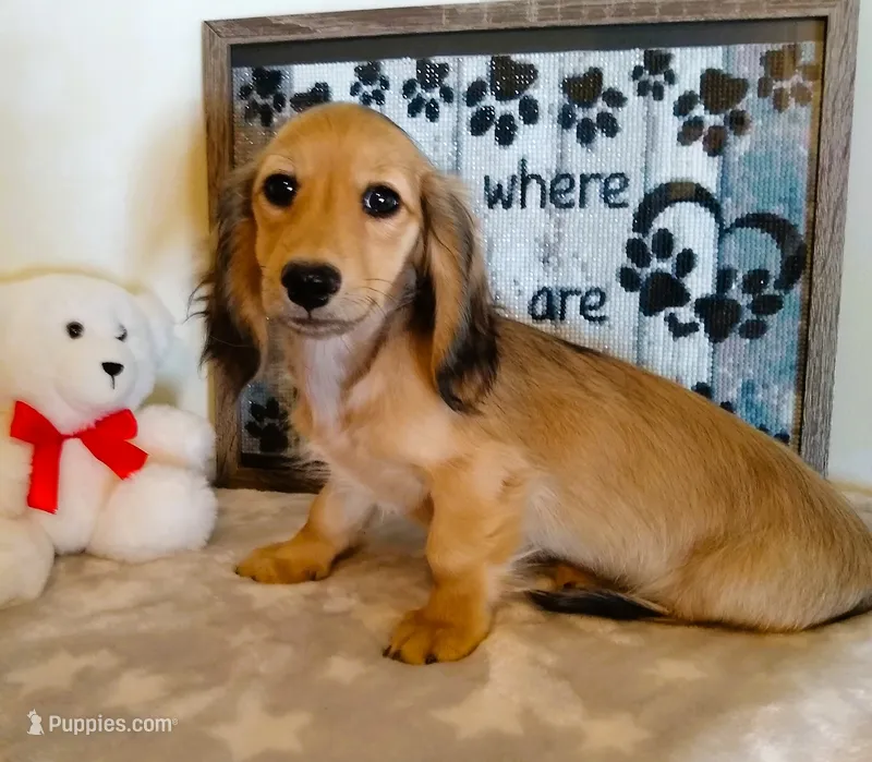 Jasper--AKC--shaded cream-pending – Miniature Dachshund puppy for sale in Westpoint, TN