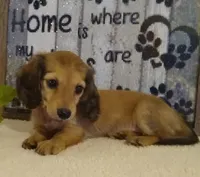 Jade--AKC--shaded cream, a female Miniature Dachshund for sale in Westpoint, TN – 2 of 5