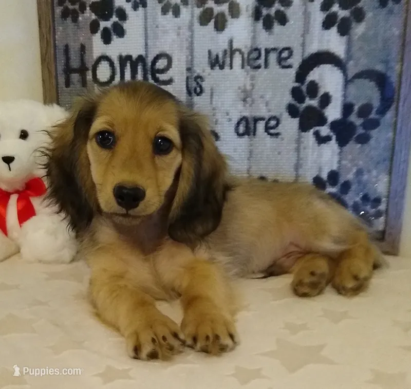 Jasper--AKC--shaded cream – Miniature Dachshund puppy for sale in Westpoint, TN