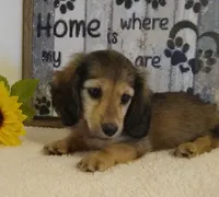 Jasper--AKC--shaded cream, a male Miniature Dachshund for sale in Westpoint, TN – 2 of 5