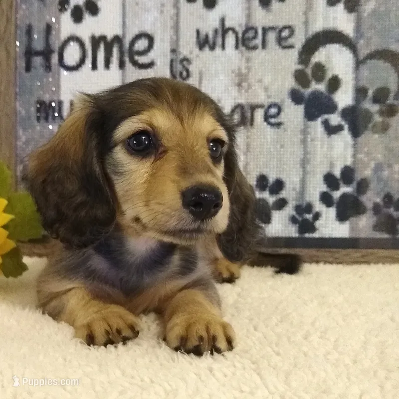 Jasmine-- AKC--shaded cream – Miniature Dachshund puppy for sale in Westpoint, TN