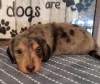 Beau--CKC, a male Miniature Dachshund for sale in Westpoint, TN – 2 of 6