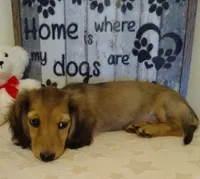 Jasmine-- AKC--shaded cream--pending, a female Miniature Dachshund for sale in Westpoint, TN – 2 of 9
