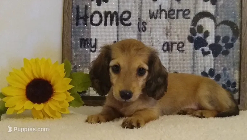 Jade--AKC--shaded cream – Miniature Dachshund puppy for sale in Westpoint, TN