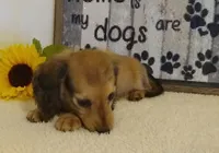 Jade--AKC--shaded cream, a female Miniature Dachshund for sale in Westpoint, TN – 3 of 5