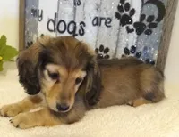 Jasmine-- AKC--shaded cream, a female Miniature Dachshund for sale in Westpoint, TN – 2 of 5