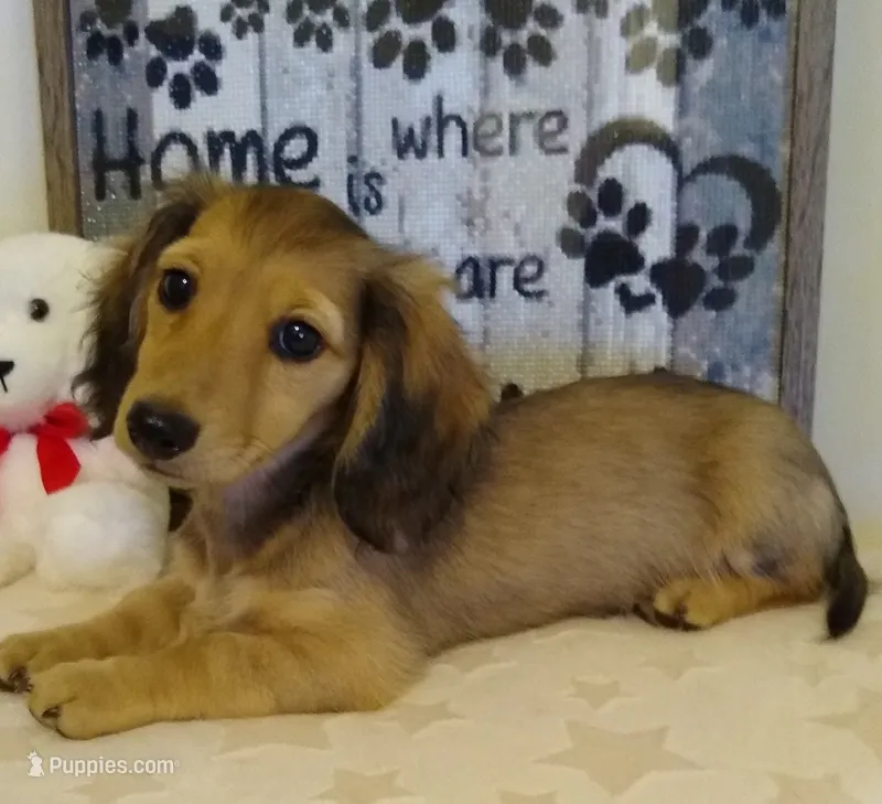 Jasmine-- AKC--shaded cream – Miniature Dachshund puppy for sale in Westpoint, TN