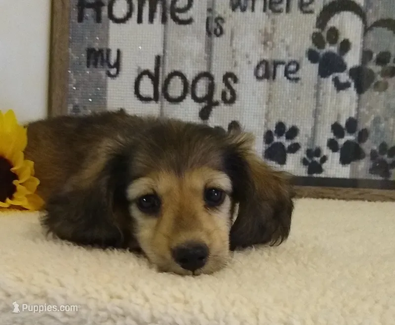 Jasper--AKC--shaded cream – Miniature Dachshund puppy for sale in Westpoint, TN