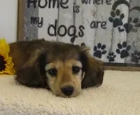 Jasper--AKC--shaded cream, a male Miniature Dachshund for sale in Westpoint, TN – 3 of 5