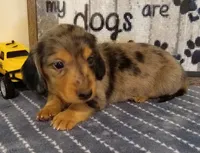 Beau--CKC, a male Miniature Dachshund for sale in Westpoint, TN – 3 of 6