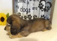 Jasmine-- AKC--shaded cream, a female Miniature Dachshund for sale in Westpoint, TN – 3 of 5