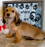 Jasper--AKC--shaded cream-pending, a male Miniature Dachshund for sale in Westpoint, TN – 2 of 10