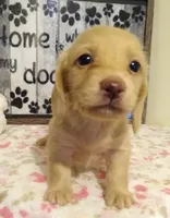 Haven--CKC, a female Miniature Dachshund for sale in Westpoint, TN – 4 of 6