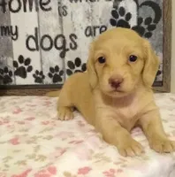 Haven--CKC, a female Miniature Dachshund for sale in Westpoint, TN – 2 of 6