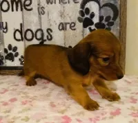 Stormy--CKC, a female Miniature Dachshund for sale in Westpoint, TN – 3 of 5