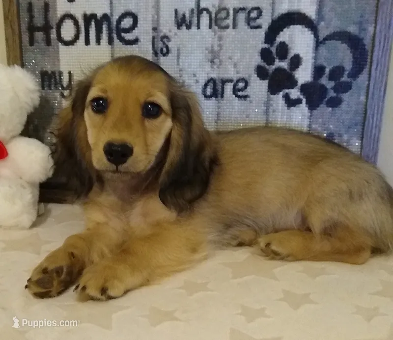 Jasper--AKC--shaded cream – Miniature Dachshund puppy for sale in Westpoint, TN