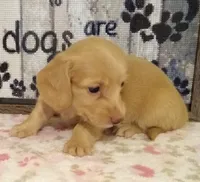 Haven--CKC, a female Miniature Dachshund for sale in Westpoint, TN – 3 of 6
