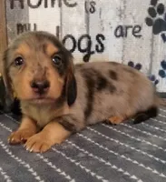Beau--CKC, a male Miniature Dachshund for sale in Westpoint, TN – 4 of 6