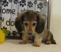 Jasper--AKC--shaded cream-pending, a male Miniature Dachshund for sale in Westpoint, TN – 8 of 10
