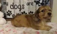 Bambi, a female Miniature Dachshund for sale in Westpoint, TN – 3 of 5