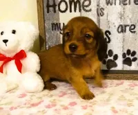 Stormy--CKC, a female Miniature Dachshund for sale in Westpoint, TN – 2 of 5