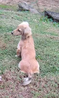 Jasmine-- AKC--shaded cream, a female Miniature Dachshund for sale in Westpoint, TN – 4 of 5