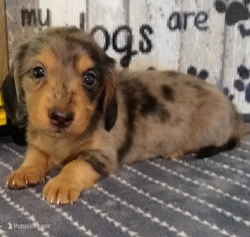 Beau--CKC – Miniature Dachshund puppy for sale in Westpoint, TN
