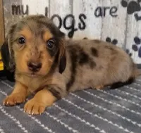 Beau--CKC, a male Miniature Dachshund for sale in Westpoint, TN – 1 of 6
