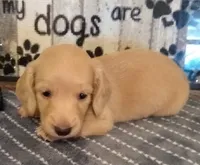 Sammie--CKC, a male Miniature Dachshund for sale in Westpoint, TN – 1 of 5