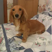 Sammie--CKC, a male Miniature Dachshund for sale in Westpoint, TN – 4 of 5